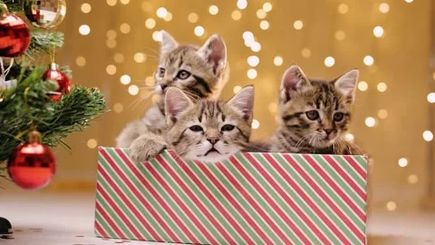 Three gray striped kittens are sitting in a gift box next to the Christmas tree Stock-Footage 219315354