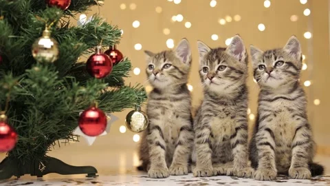 Three gray striped kittens are sitting amicably in a row next to the Christmas Stock-Footage 221244076