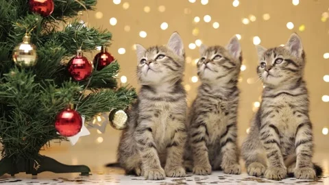 Three gray striped kittens are sitting in a row next to the Christmas tree Stock-Footage 224648814