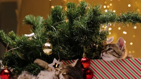 Three gray striped kittens next to the Christmas tree. The kitten overturns the Stock-Footage 219315412
