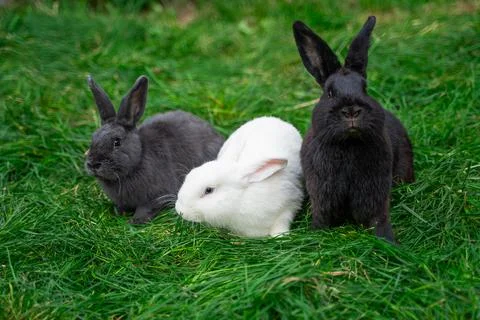 Three gray white black medium-sized rabbit pannon ram sit on green grass  Stock Photos