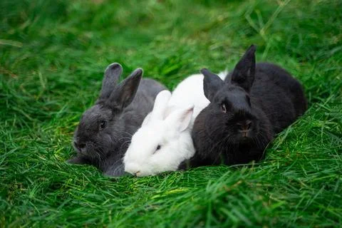 Three gray white black medium-sized rabbit pannon ram sit on green grass  Stock Photos