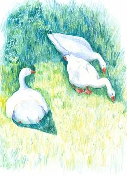 Three grazing geese, hand drawn colored pencils illustration Stock Illustration