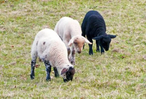 Three grazing lambs Stock Photos
