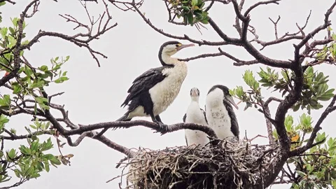 Three great cormorants Video stock 113937341