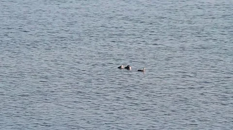 Three Great Crested Grebes, Podiceps cristatus Stock-Footage 43324309