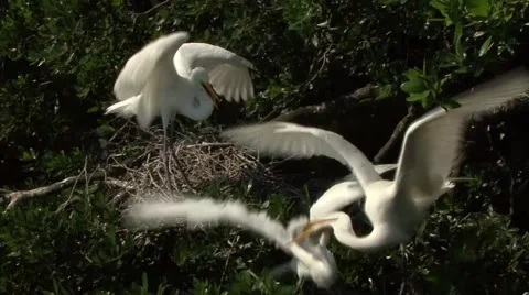 Three Great Egrets Stock Footage 41736251