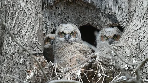 Three Great Horned Owlets sitting in a Tree Nest Stock Footage 133024284