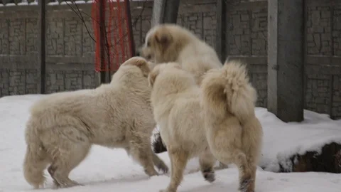 Three Great Pyrenees dogs playing on the run Stock Footage 101346581
