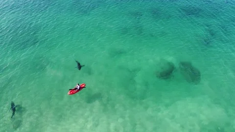Three Great White Sharks circle closely to a human on kayak Stock Footage 235676569