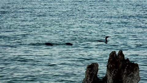 Three Grebes Swimming as Camera Passes Over Coastal Rock Vidéo 347015547