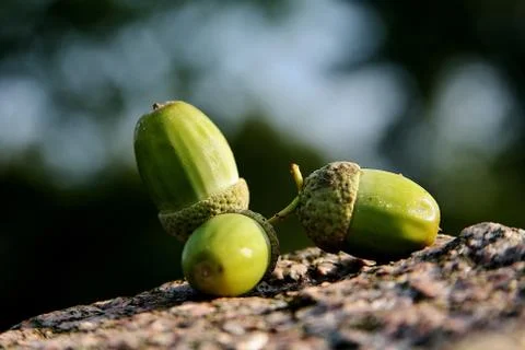 Three green acorns. Stock Photos