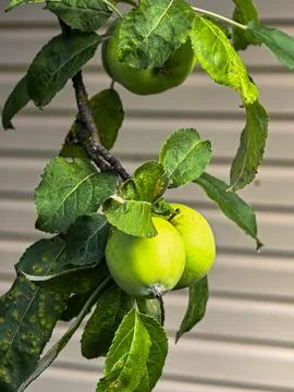Three Green Apples Growing on Leafy Tree Branch Stock Photos