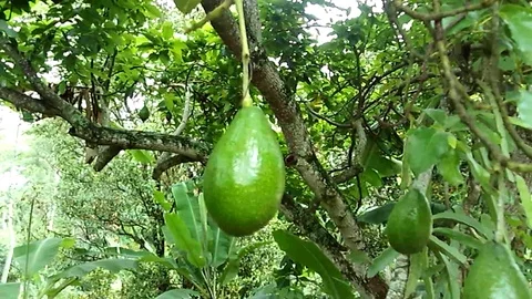 Three green avocado fruit hanging on the avocado tree. Persea americana. Stock Footage 122910120