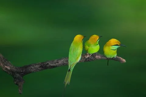 Three Green Bee Eater Foto stock