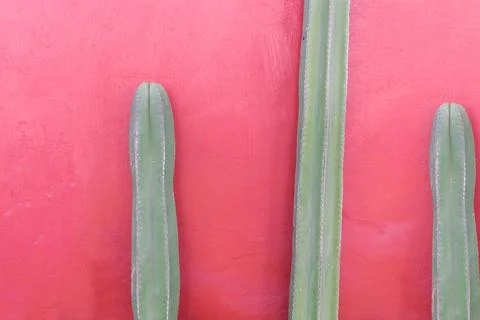 Three green cacti in front of red wall. decor Photos