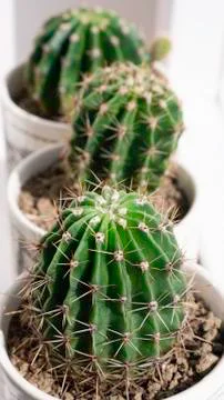 Three green cactus close up. Foto stock