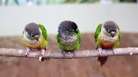 Three green-cheeked parakeets perched closely together on a branch indoors at a 動画素材 320947322