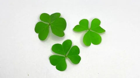 Three green clover leaf on white background. Stock Photos