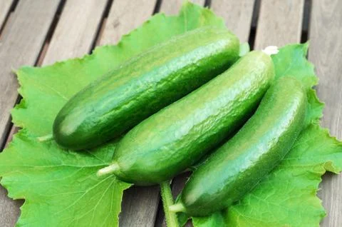 Three green cucumbers on leaf Foto stock