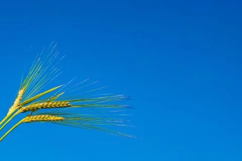 Three green ears of rye close-up on a background of blue sky 写真素材