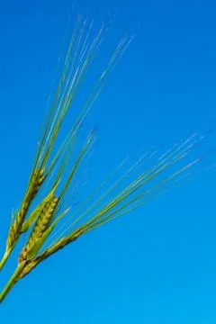 Three green ears of rye close-up on a background of blue sky Foto stock