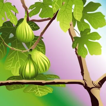 Three Green Figs Illustrazione stock