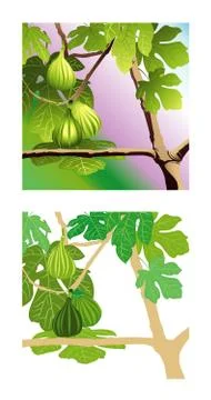 Three Green Figs Illustrazione stock