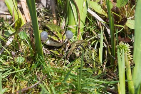 Three green frogs in natural environment Stock Photos
