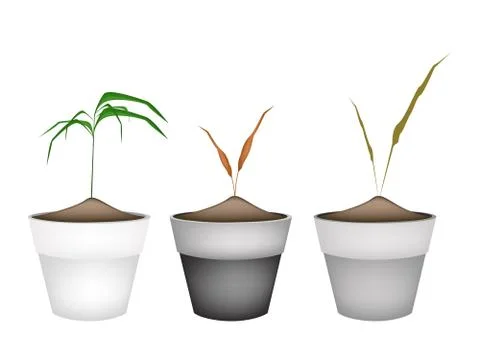 Three Green Grass in Ceramic Flower Pots Stock Illustration