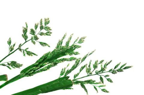 Three green grass with spikelets isolated Stock-Fotos