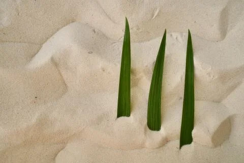 Three green iris leaf lies on the hot sand of the desert Stock Photos