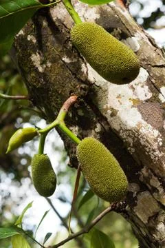 Three green jackfruit hanging on tree in nature ready to be cut of. Stock Photos