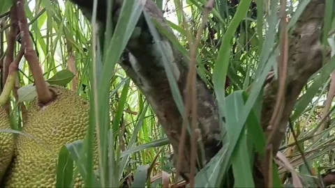 Three green jackfruits dangle amidst tall grass. Stock Footage 313063756