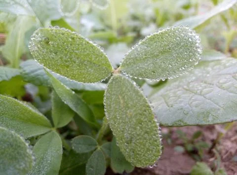 Three green leafs Stock Photos