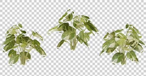 Three Green Leafy Plants Isolated On Black Background Stock Photos