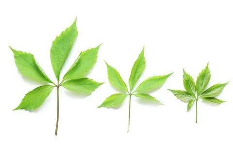 Three green leaves of different sizes isolated on white Stock Photos