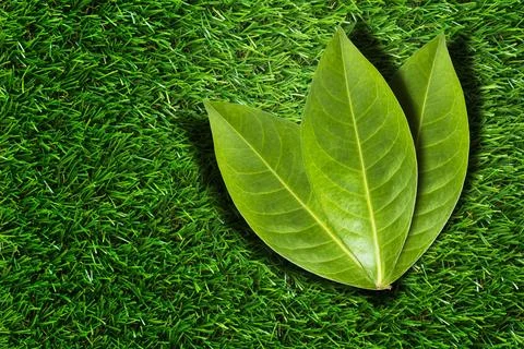 Three green leaves on grass concept of unity and teamwork Stock Photos