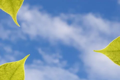 Three Green Leaves Stock Photos