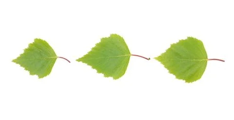 Three green leaves. Stock Photos