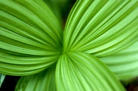 Three green leaves. Stock Photos