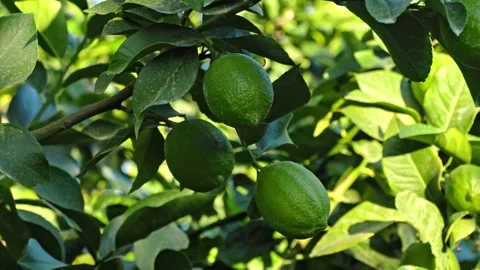 Three green Lemons hanging in cluster from citrus tree Stock Footage 276479874