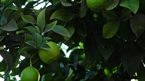 Three green Lemons hanging in cluster from citrus tree Stock Footage 276480487