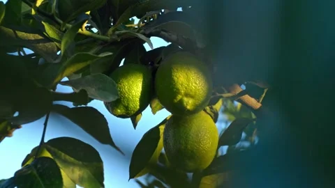 Three green Lemons hanging in cluster from citrus tree Stock Footage 276481417