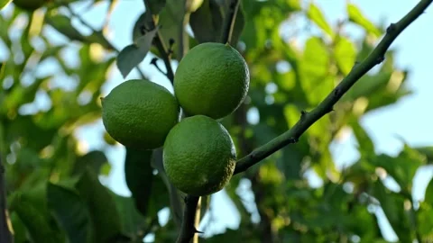 Three green Lemons hanging in cluster from citrus tree Stock Footage 276492975