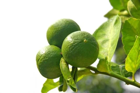 Three green lemons hanging on the tree with leaf isolated Stock Photos