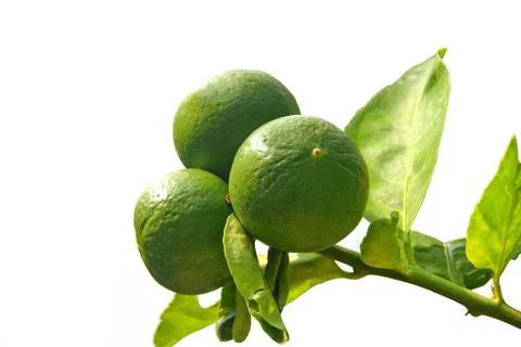 Three green lemons hanging on the tree with leaf isolated Stock Photos