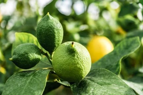 Three green lemons on a tree Stock Photos