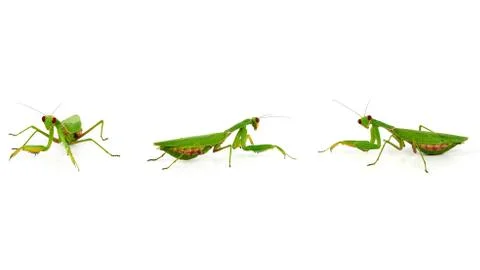 Three green mantis on a white background, an insect in different poses Stock Photos