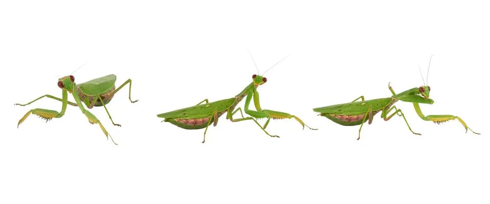 Three green mantis on a white background, insect in different poses Stock Photos